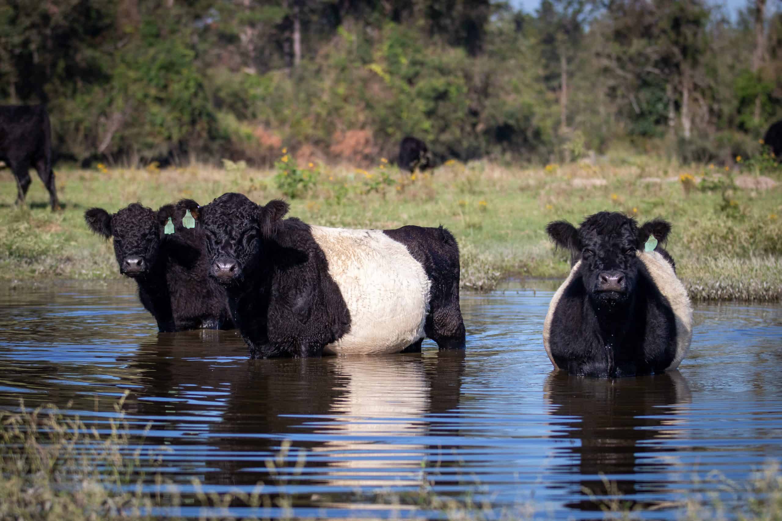 belted galloway cattle